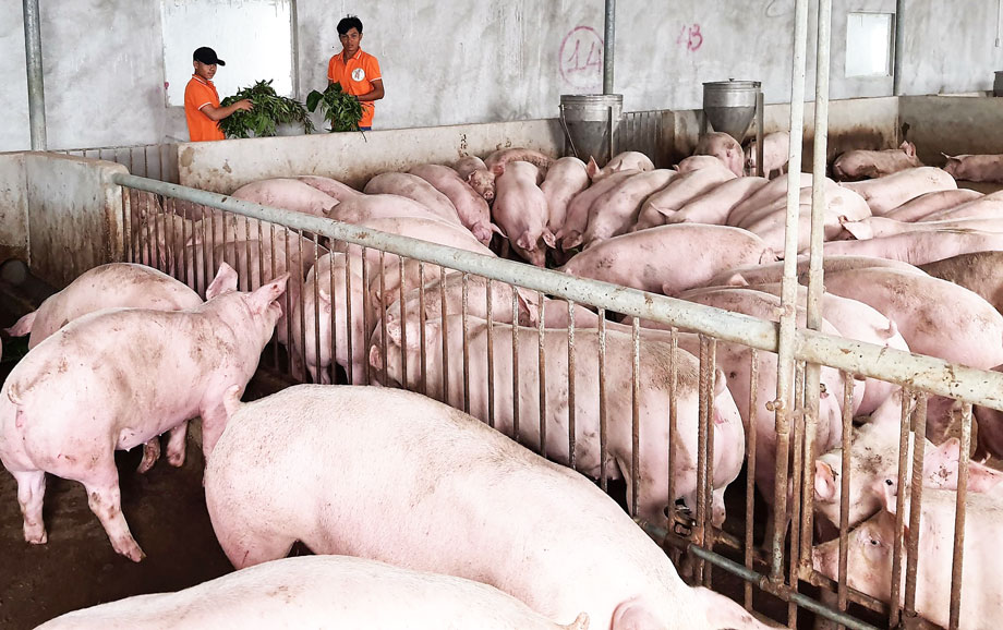 nuoi-lon-bang-thao-duoc-mot-xu-huong-moi-day-tiem-nang